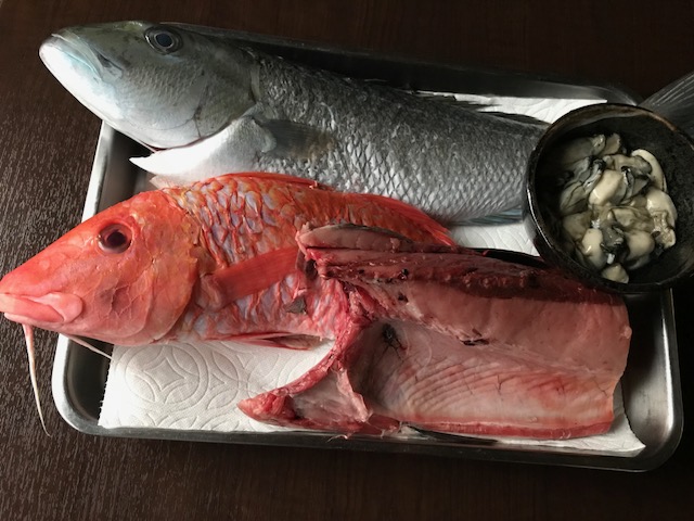 本日 アオチビキ鯛 オジサン コシナガマグロ入荷しています